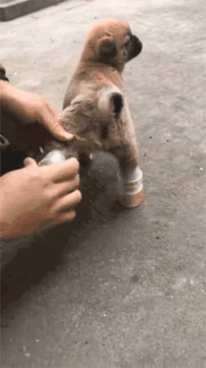 这个狗狗，太难了，倒立都锻炼出来了。