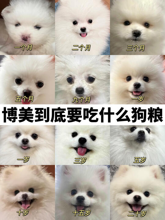 告别毛发问题，只需一招就能拥有棉花糖博美