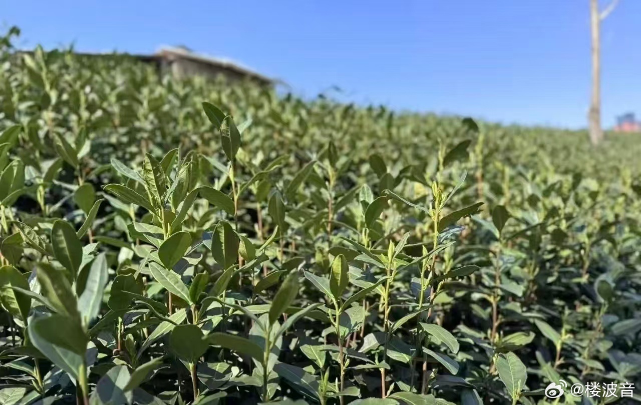 又到了一年一度的梅家坞西湖龙井采摘季龙井43号，头采，特级 250克传统铝塑牛皮