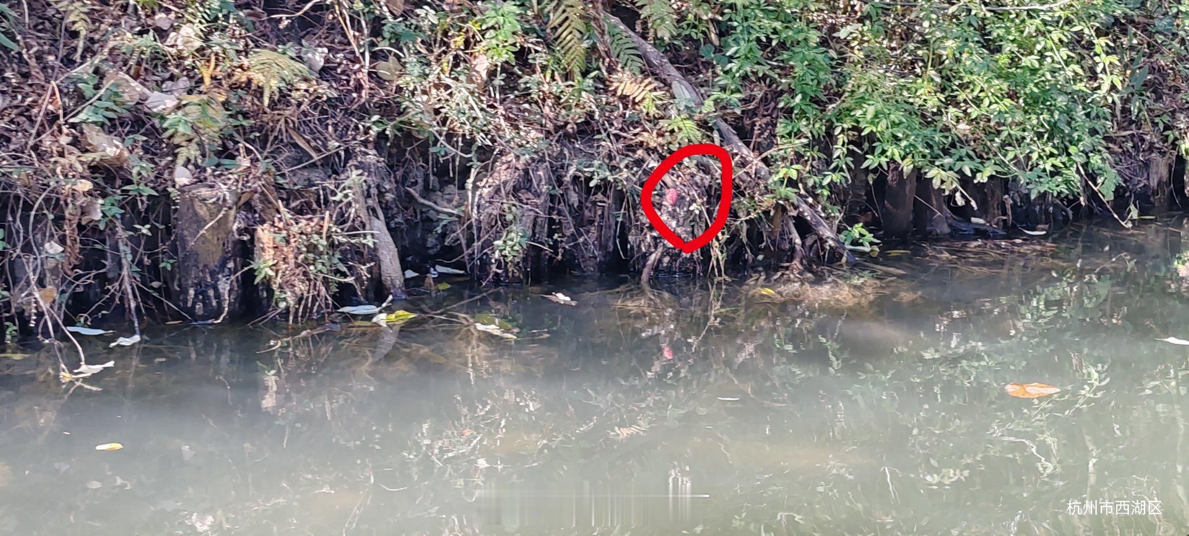 哪都有福寿螺…… 杭州·杭州西溪湿地公园