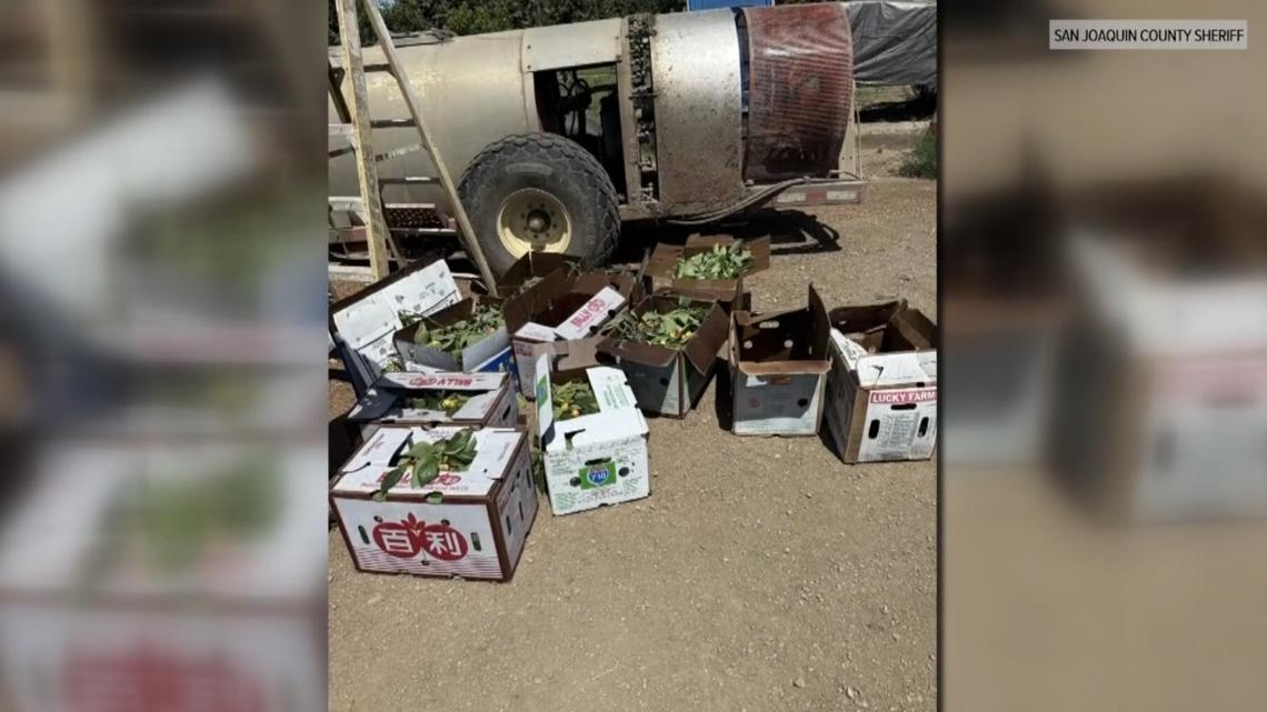 加州圣荷昆县警方近日通报，三名华裔嫌疑人在当地一家果园内非法采摘大量樱桃，被当场
