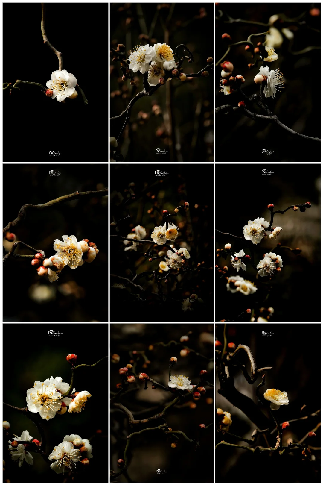【附攻略】凑个热闹😀明城墙下的梅花秘境🌸