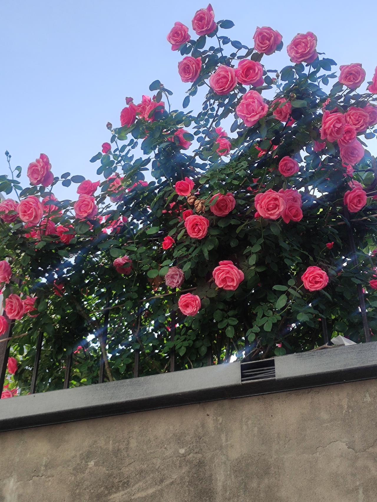 一丛月季勇出墙，
妖娆娇媚耀春光。
哪是为了展风流？
只报浇灌恩德长。