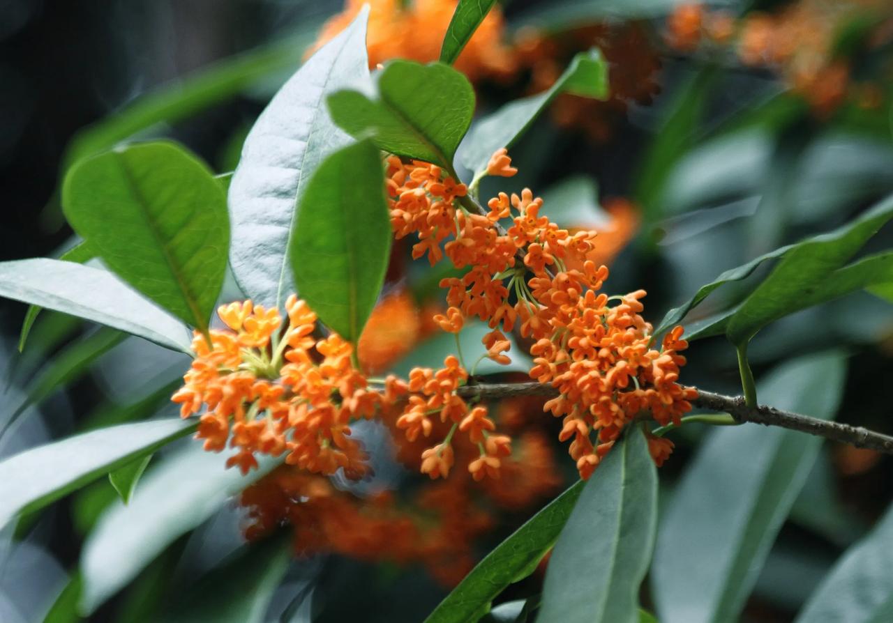 酷热迟滞了桂花的脚步，终于赶上了重阳的祝福。刹那绽放的桂蕊，带给满城的芳香。20