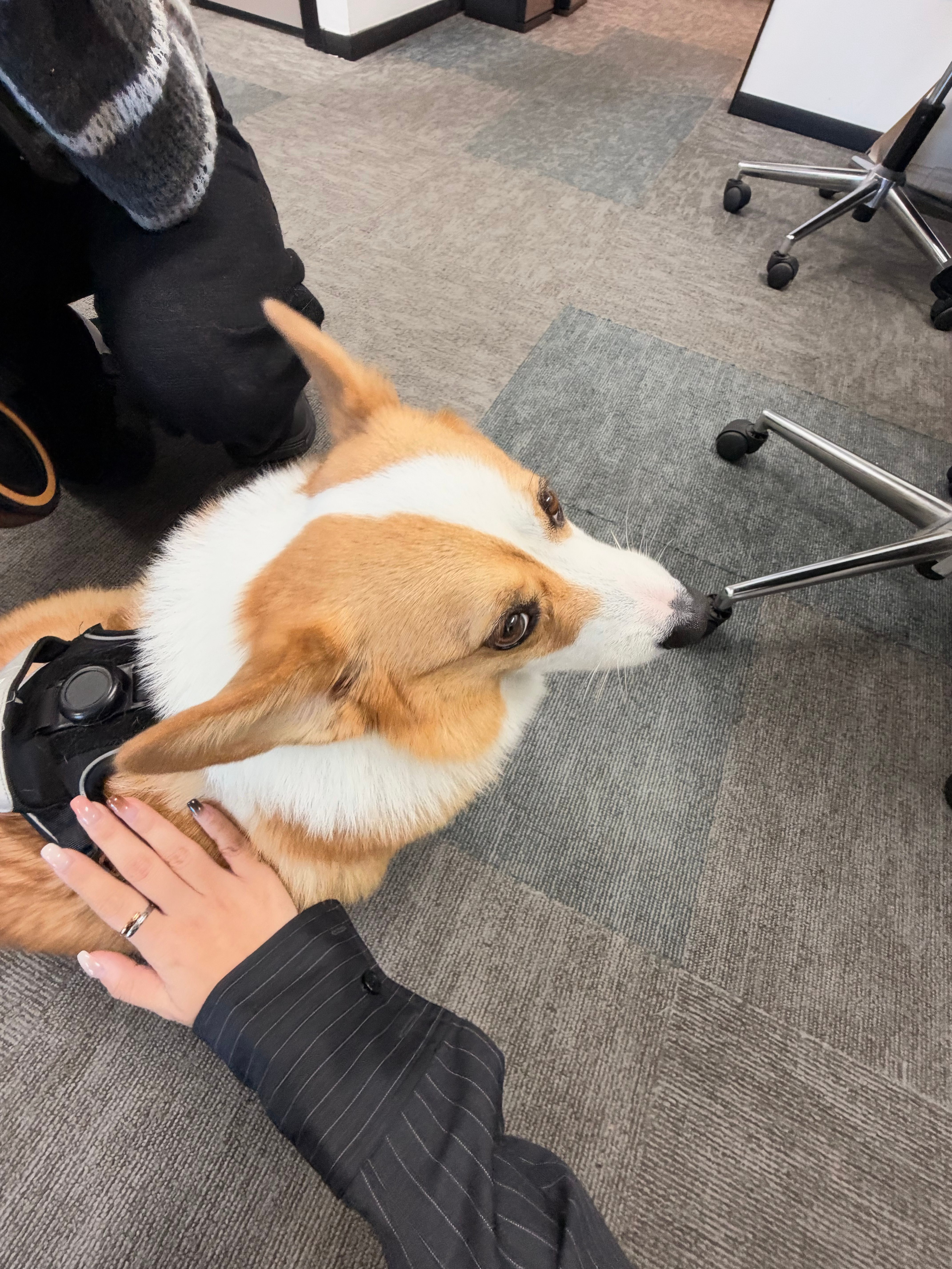 你好👋我的新同事[哈哈]你们觉得它可爱不[doge] ​​​