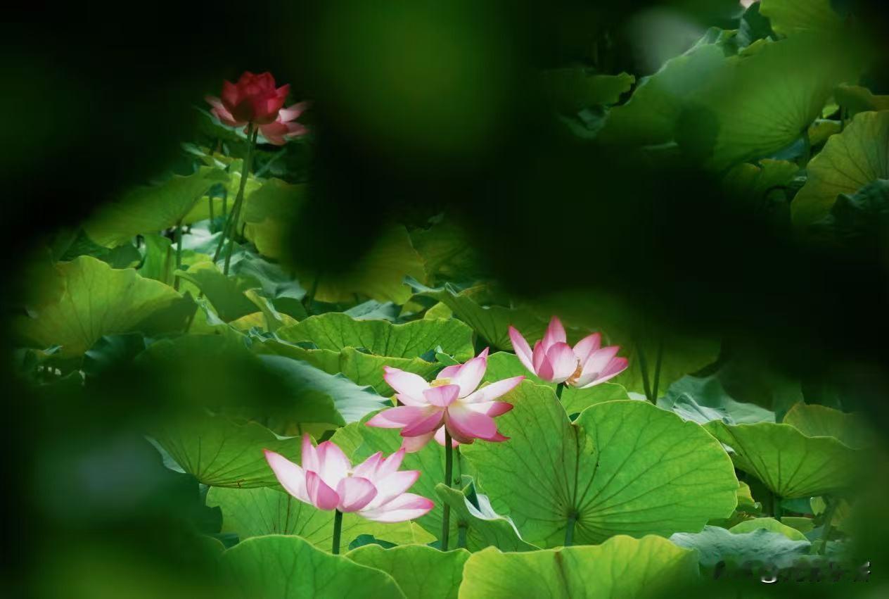 拍花可以直截了当地拍，也可以遮遮掩掩地拍。直截了当表现花朵的热情奔放，遮遮掩掩表