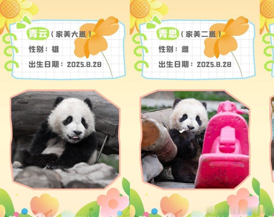 家美大崽有了自己的名字～青云，妹妹青思！哥哥化作云在天上守护妈妈和妹妹，妹妹和妈