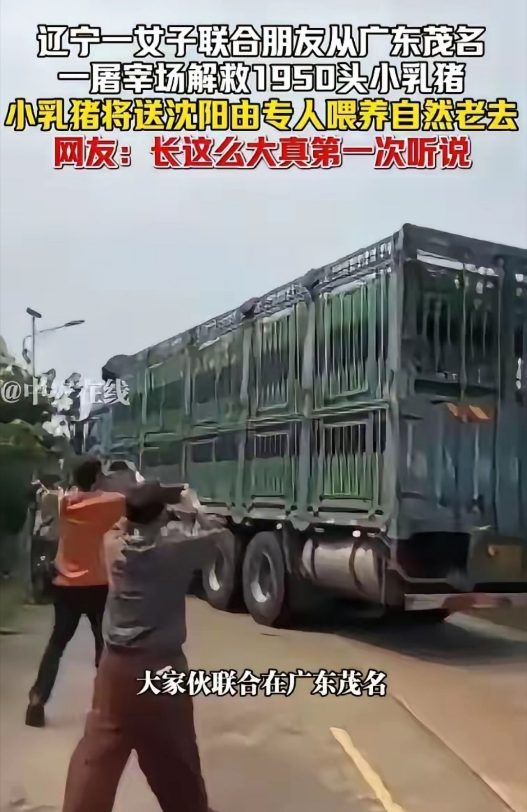 2026年4月，辽宁女子林澈带领7人团队前往广东茂名，拦下一辆运输车，“解救”了