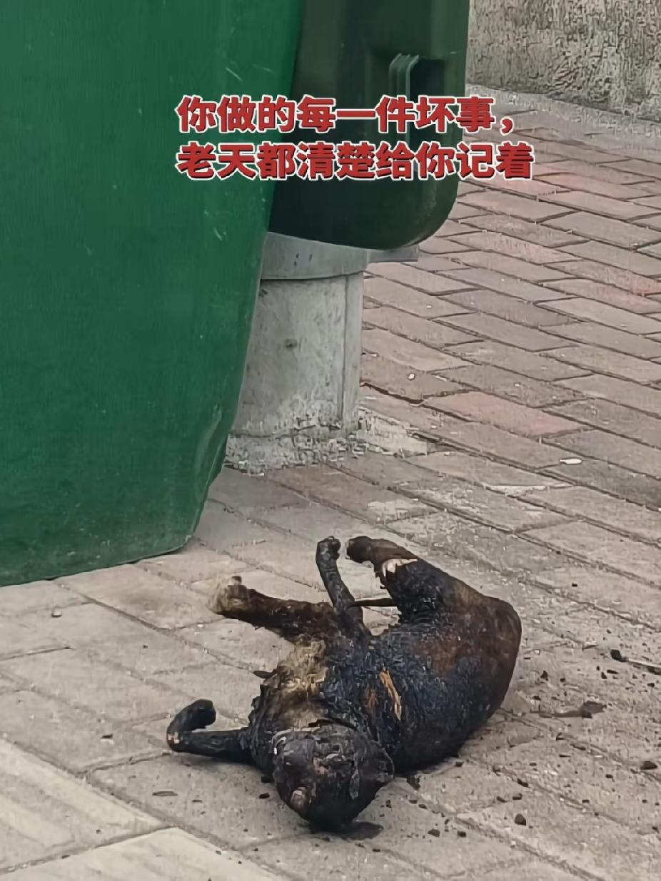 老天爷一定是公平的，下辈子，换你来做它！！！！！！！！
人不如动物！
