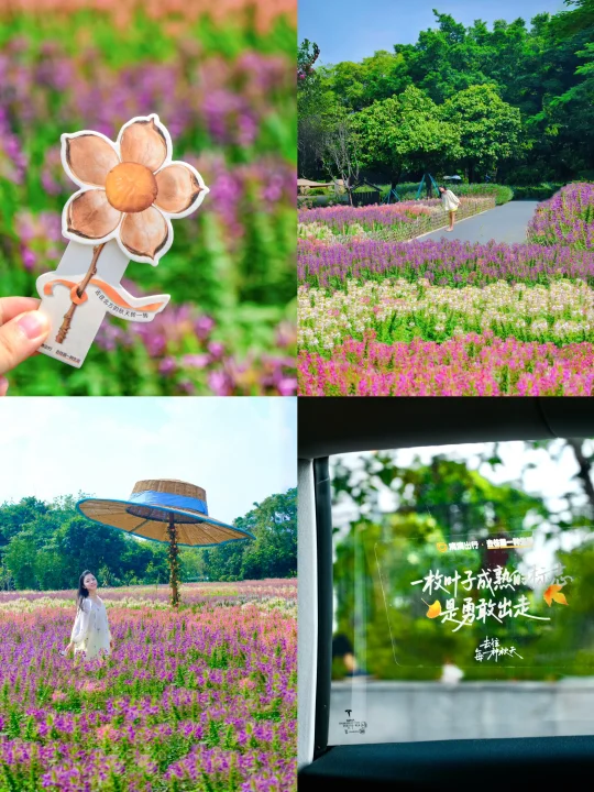 在广州的秋天里和滴滴一起寻一场浪漫🌸