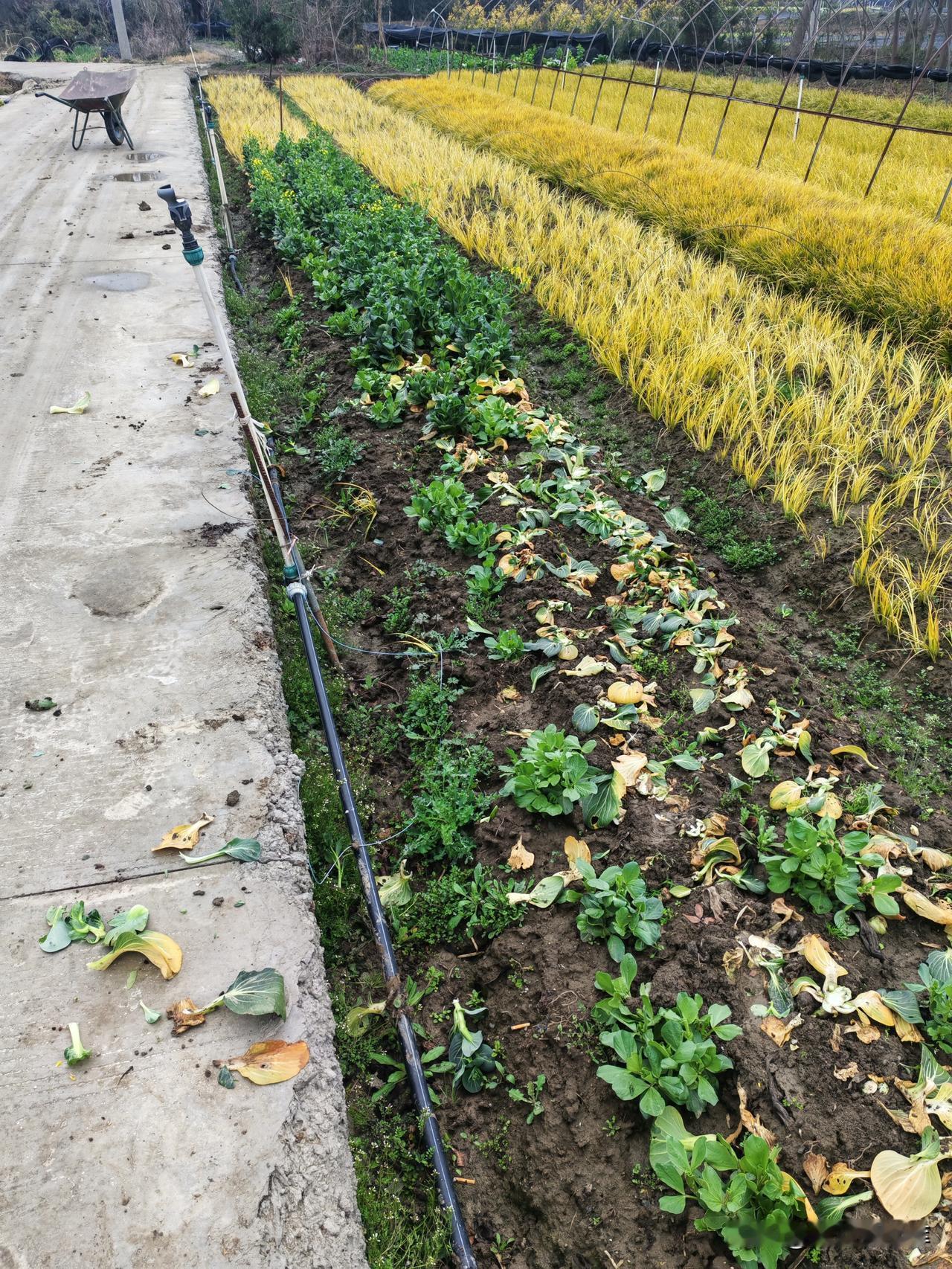 在外打拼做生意，挣点辛苦钱，真的太难了。

在隔壁城市的一个小村庄，我租了些地，