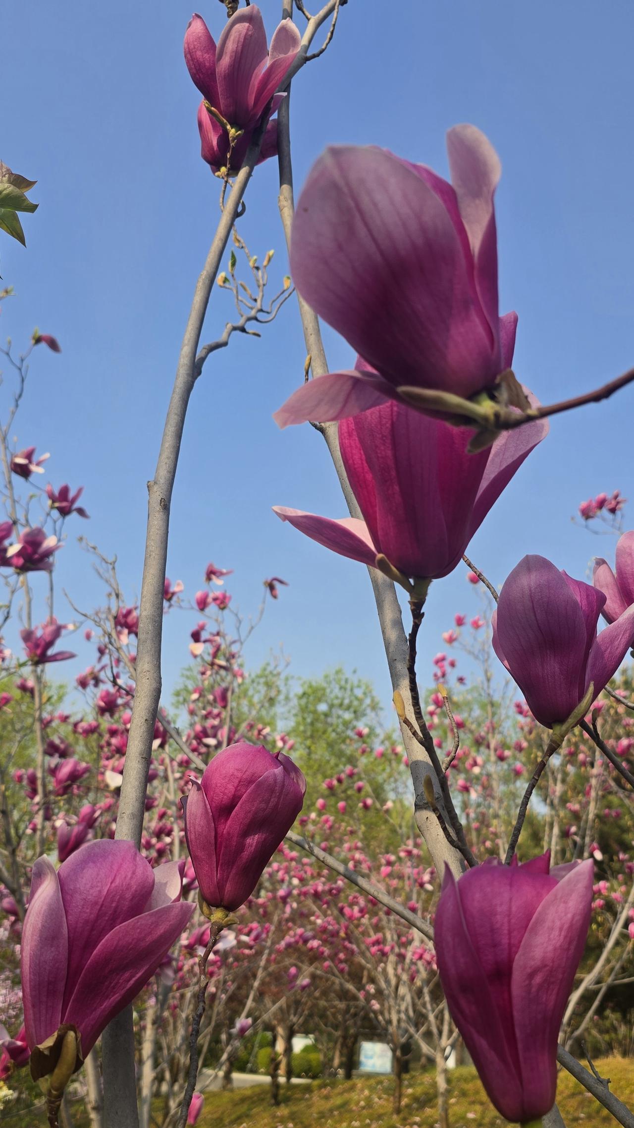 玉兰娇艳，丁香幽香，桃红迷人，无不令人心旷神怡，神清气爽。大家喜欢什么花呢？不妨