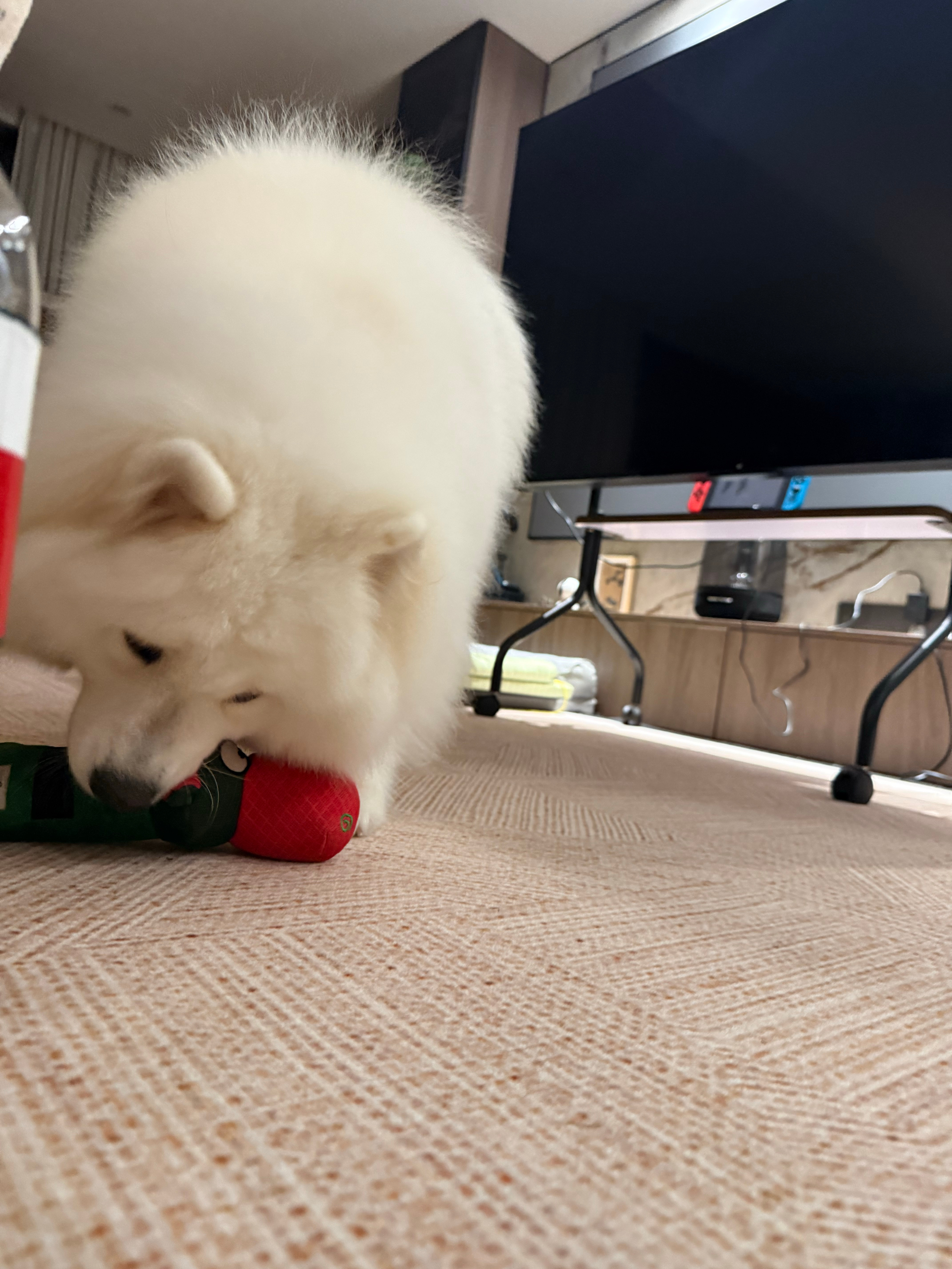 恐惧…………恐惧……狼殿…… ​​​