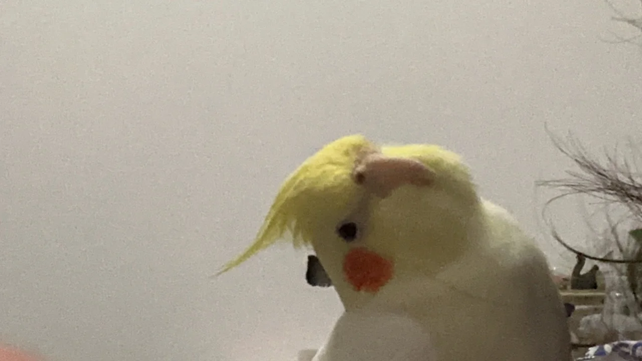 他真的很会～歪头杀