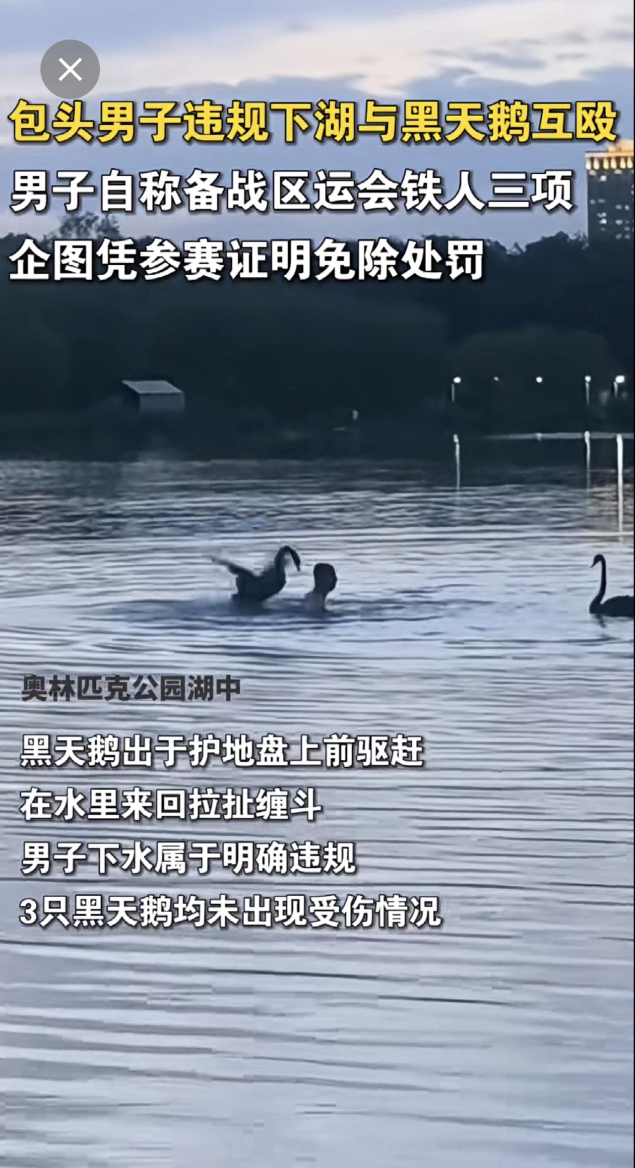 包头一男子违规下湖与三只黑天鹅互殴内蒙古 包头 野生动物