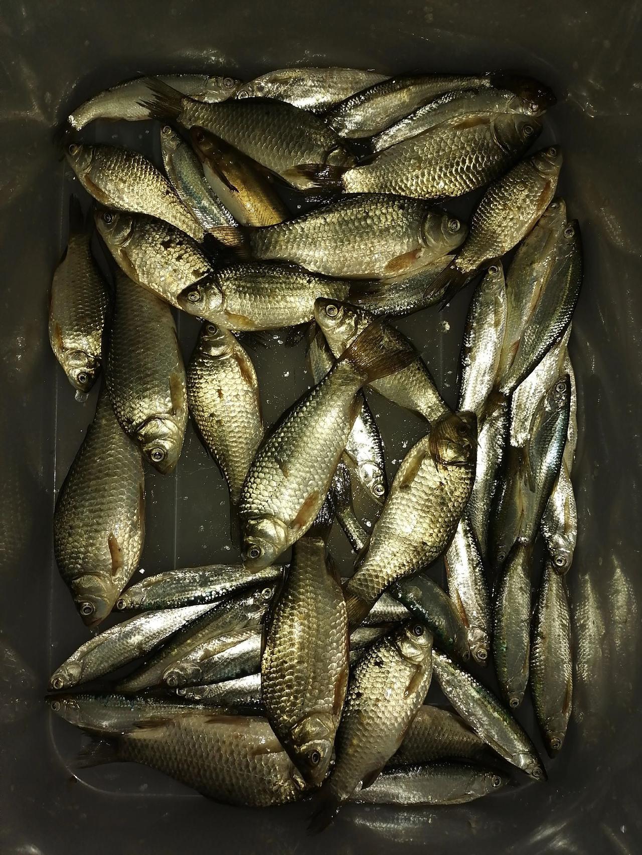 #用钓鱼告别春节假期 ！