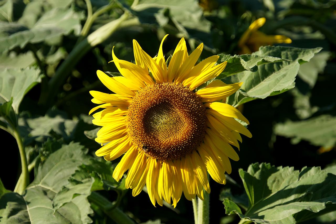 “更无柳絮因风起，惟有葵花向日倾。”  向日葵的坚持，是追逐阳光的信仰。