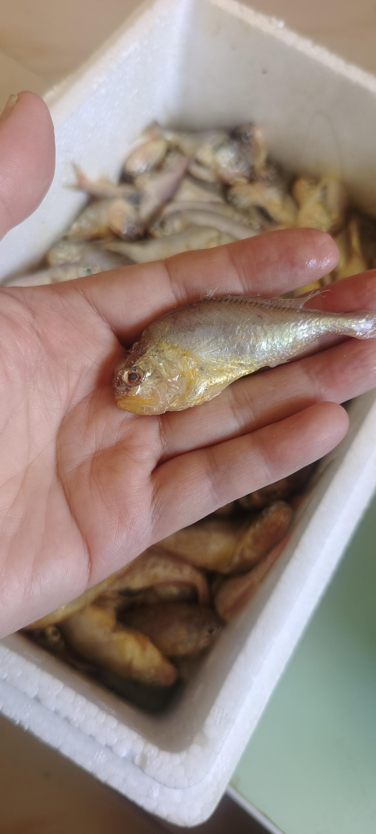 前天在抖音里，虫子鲜活水产，买了一单鲫头鱼，老板直播间吹的很厉害，说是鲜的，拍的