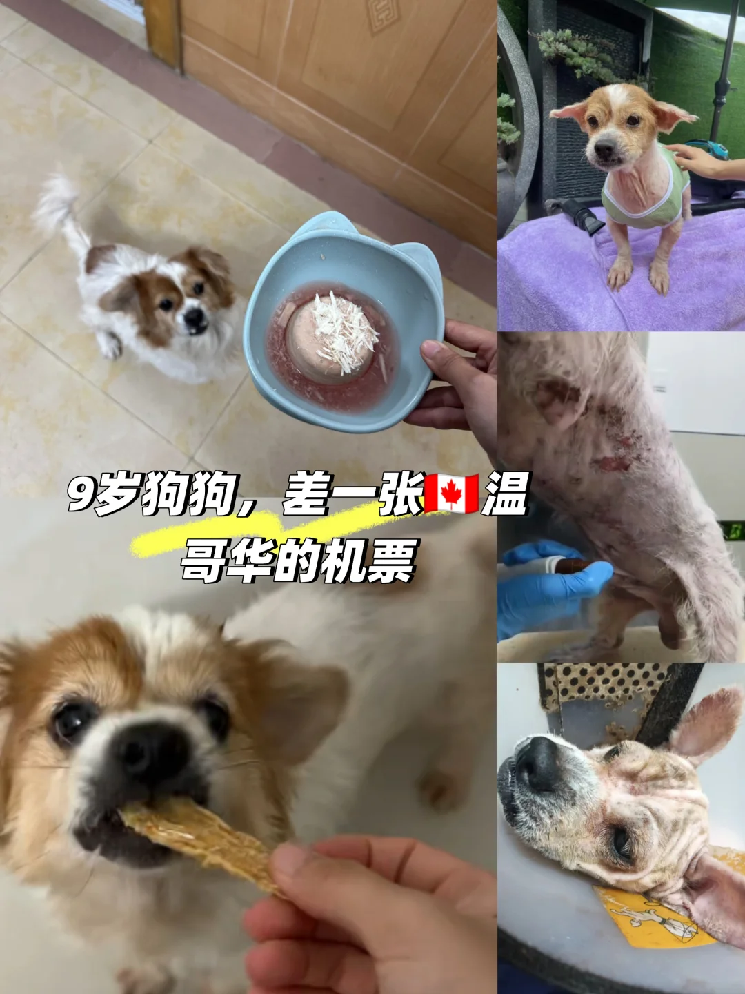 孩子就差你这张🇨🇦温哥华的机票了🥺