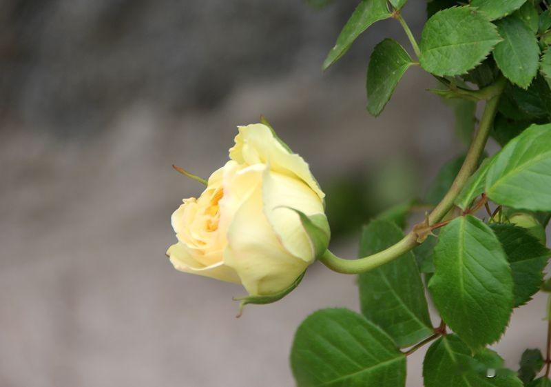 七绝|清明古城吟
古城国色牡丹香，
龙岫山坡月季黄。
碧水清波云翳淡，
青梅缀满