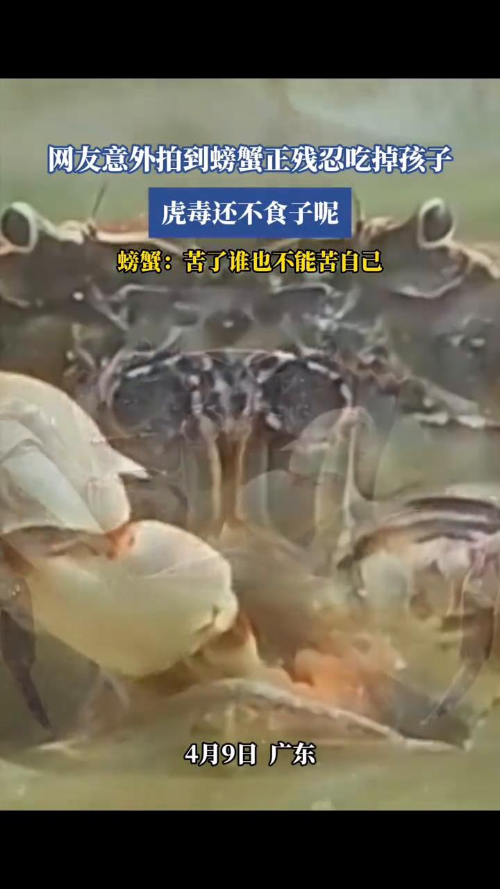 网友意外拍到螃蟹正残忍吃掉孩子，虎毒还不食子。
4月9日广东。螃蟹：苦了谁也不能