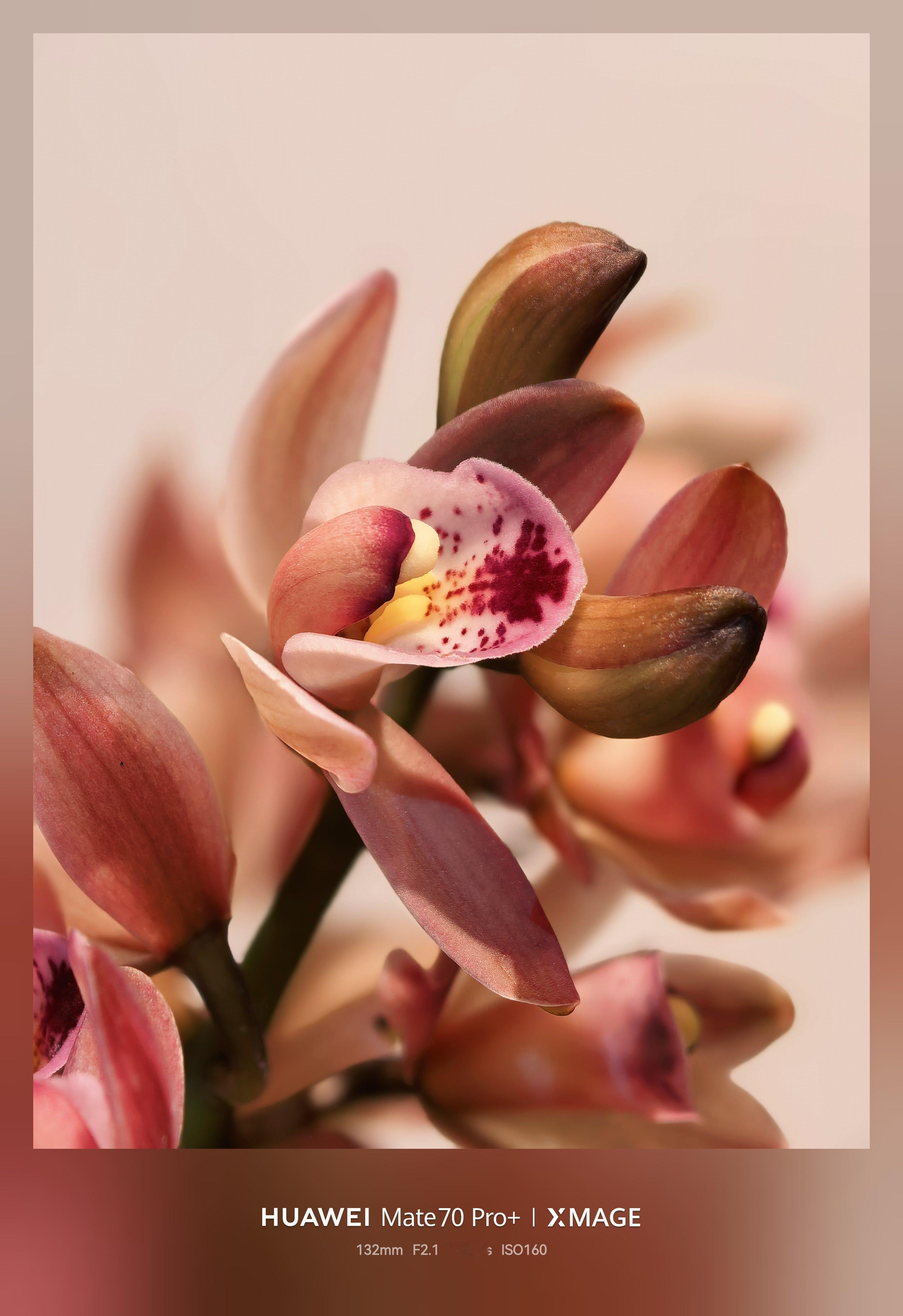 下午从山里回来买了两盆兰花，南方的朋友有没有懂养殖的？如何延长兰花的花期，谁来教