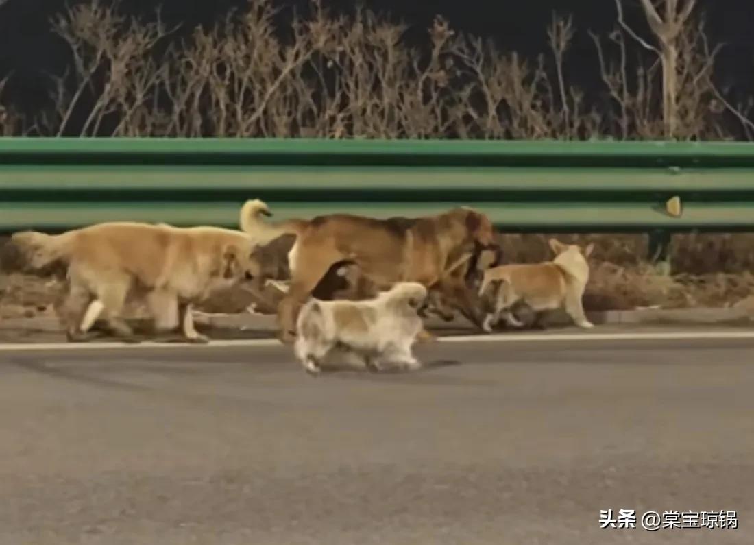 有福一起享，有难一起当，
在权衡利弊，爱你老己的时代呼声之下，诞生了一群即使负伤