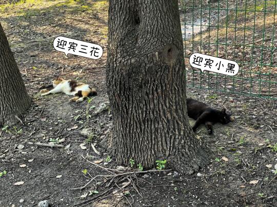 招猫逗狗的一天