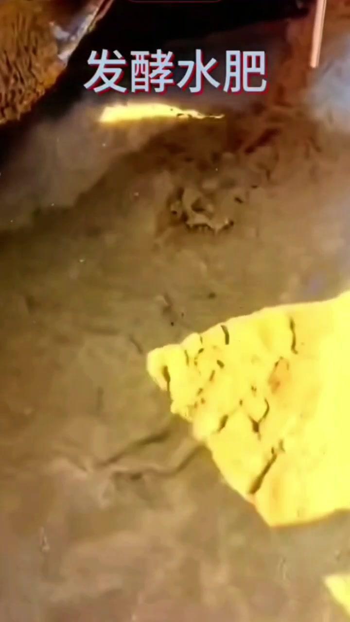 槟榔树水肥发酵，两种方案区别大！🍃两种发酵水肥效果差距明显，尤其对槟榔树生长来