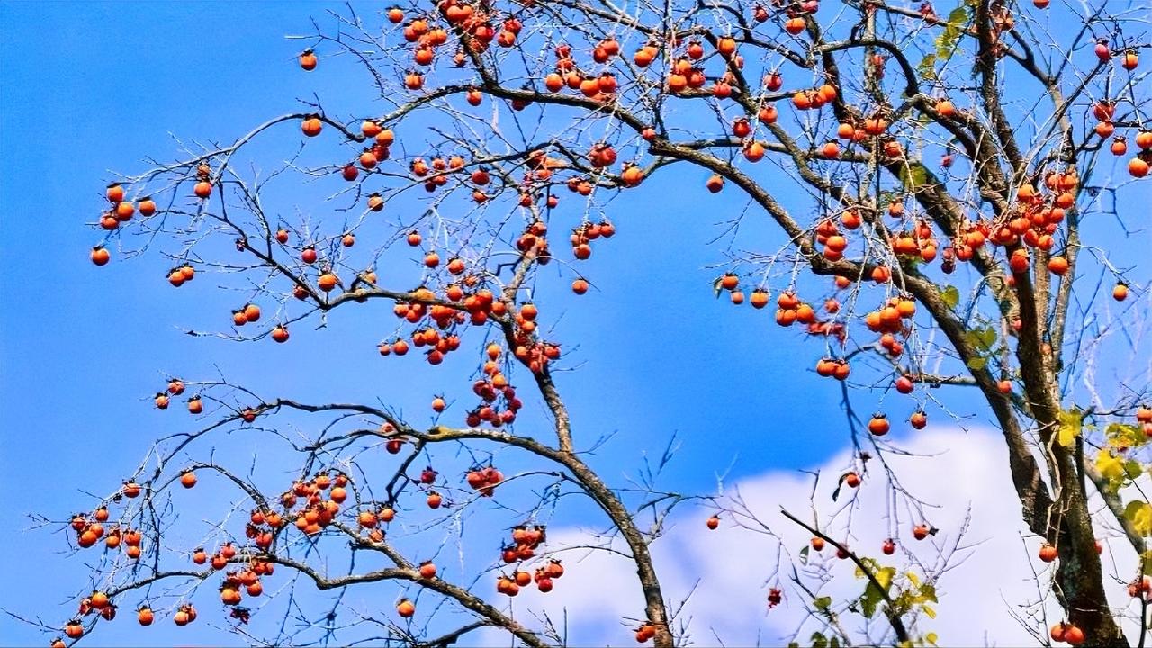 人上了年纪，饮食要多留心。建议常吃排骨、核桃仁、玉米、蒸芋头、鸡蛋，这类清淡温和