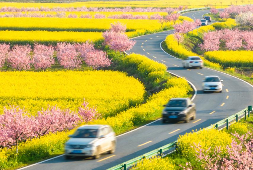 荆州全域赏花攻略！松滋、石首、纪南… 各区县花海全拿捏
春天想在荆州赏花，却分不