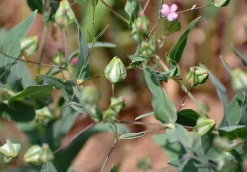 感谢朋友们来访，还发图片给我纠正[祈祷]，这才是王不留行