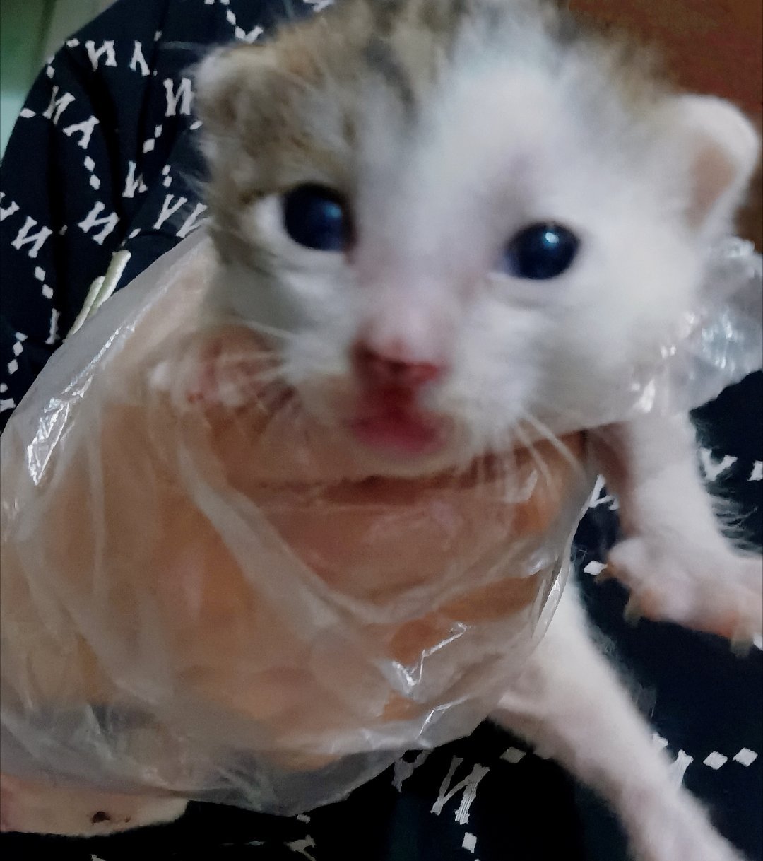 🐱第17天依然是健康平安的一天～今天看到我来了没有哇哇叫，就是还是爬爬虫一样的