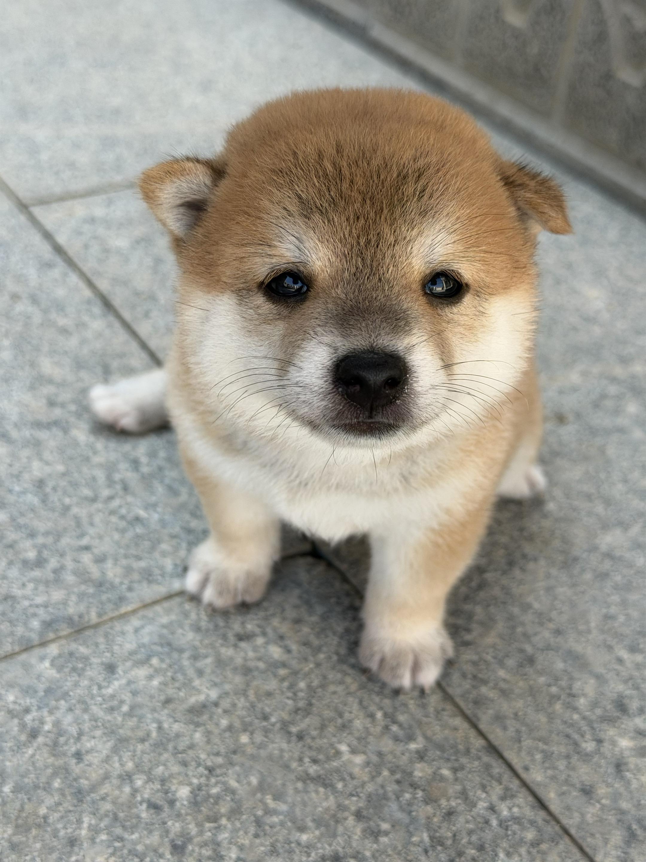 小刀盾 会走路了     🐶