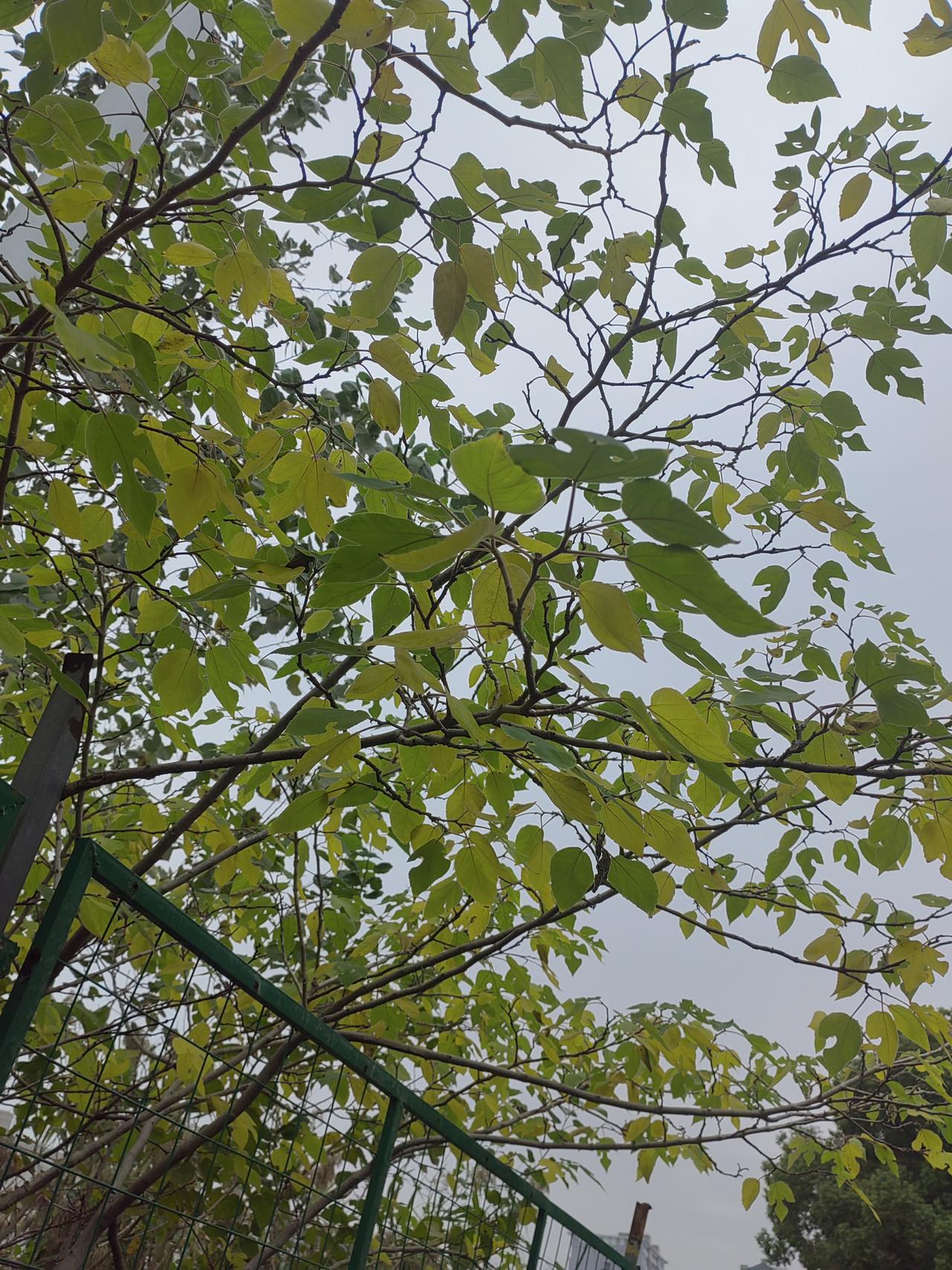 天气凉了，树叶黄了，看着树叶在风中轻轻摇曳，也是一种美的享受。