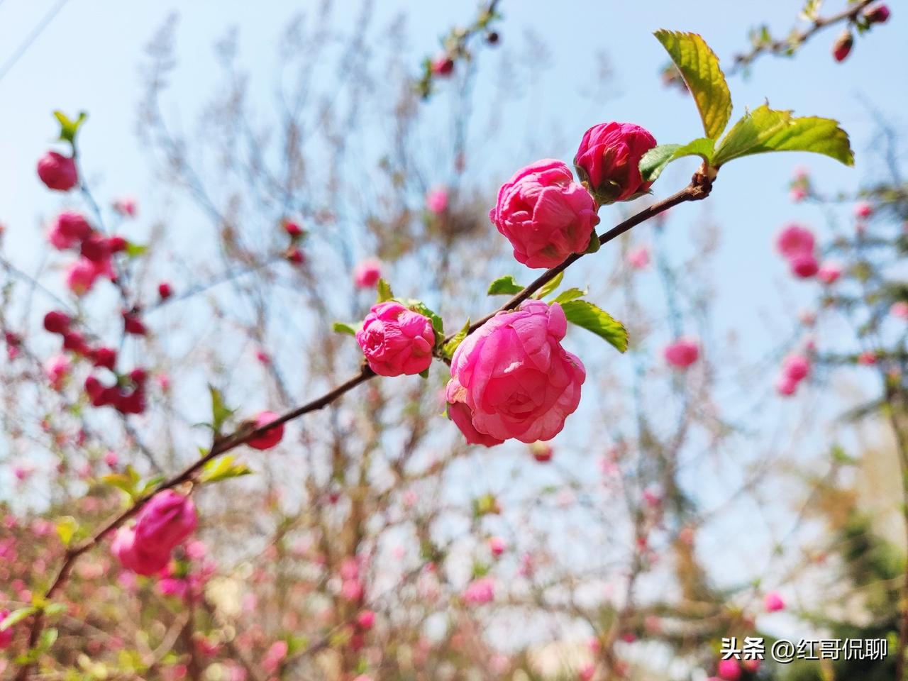 昨天下午石景山这边的一场春雨，来的甚是突然，让很多人措手不及，因为天气预报真的没