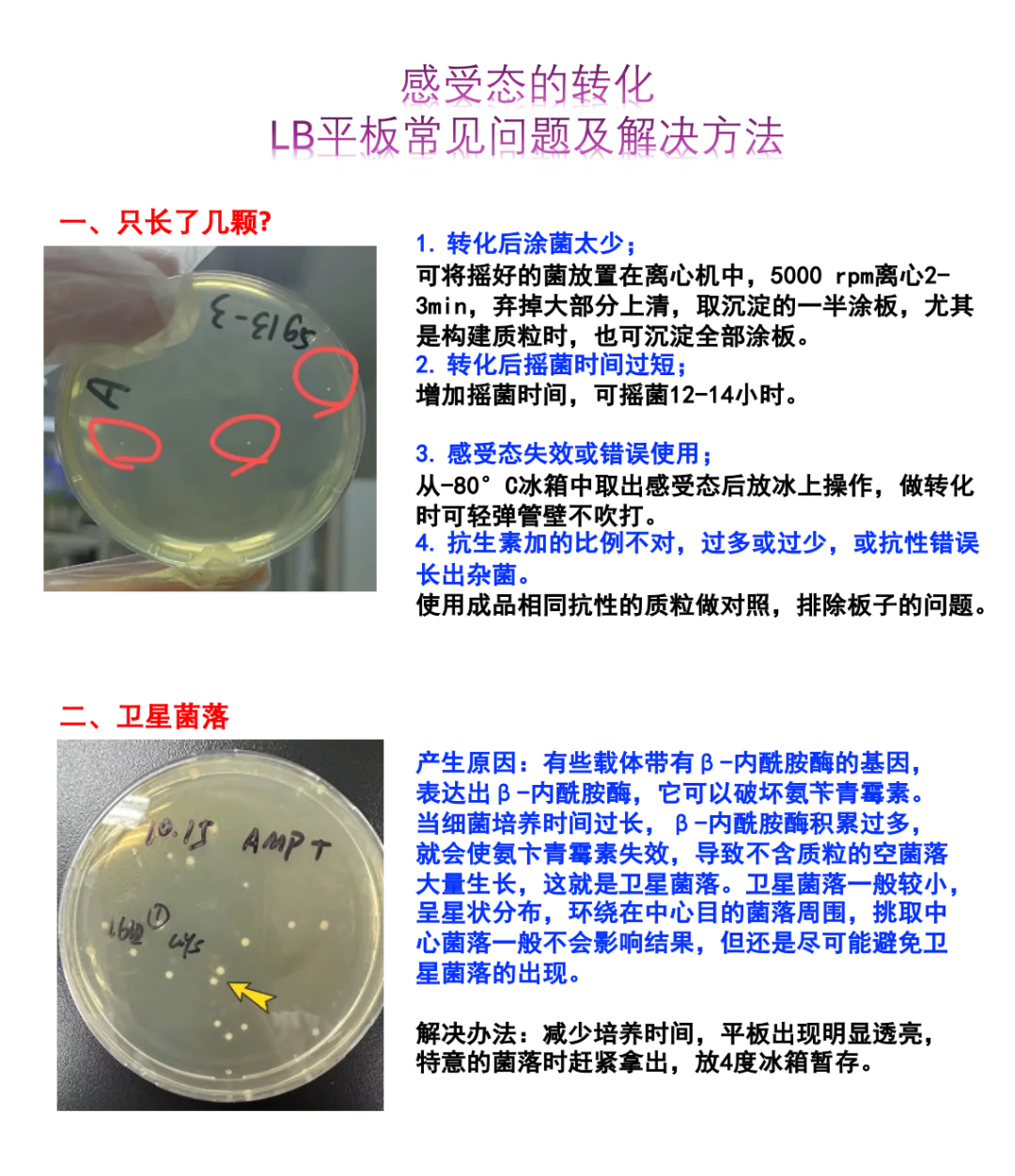 ❗️感受态转化-LB平板常见问题和解决方法
