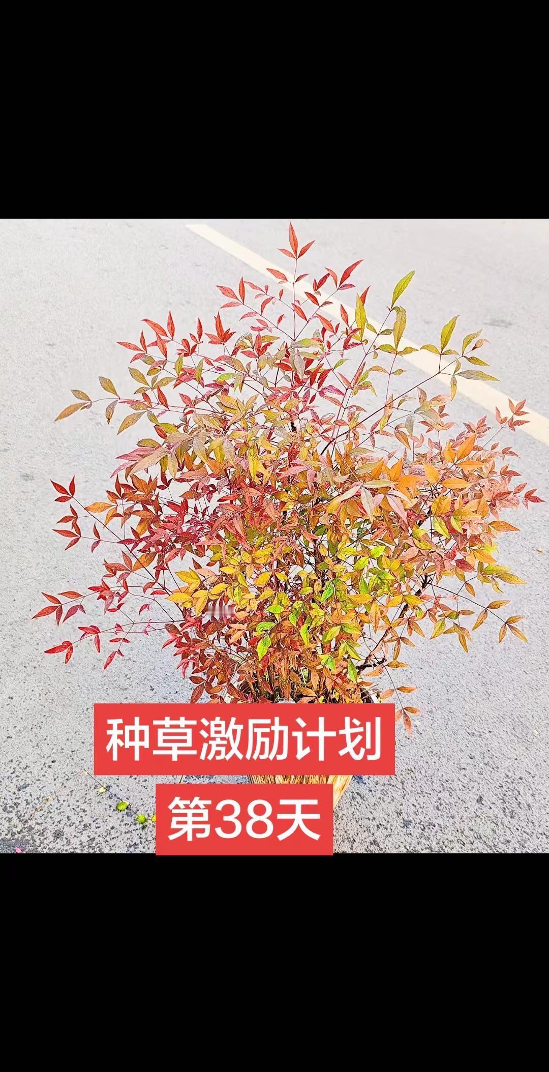 种草激励视频 种草上热搜原创原创作品