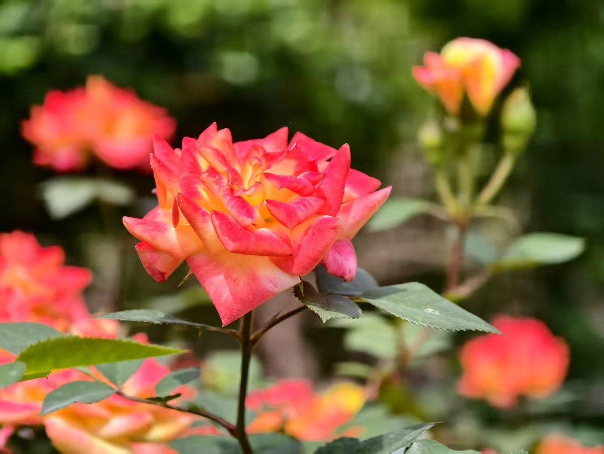 南宁南湖藏着2万株月季花海！春日顶流浪漫刷屏全城

当春风拂过南宁，气温缓缓回升