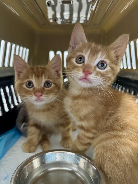 杭州橘猫找领养