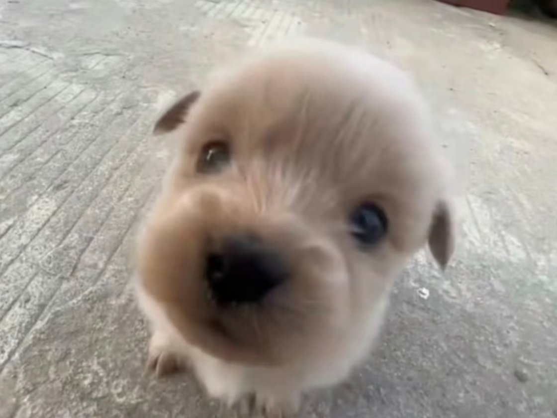 内个，你手上的火腿肠，是在哪买的 