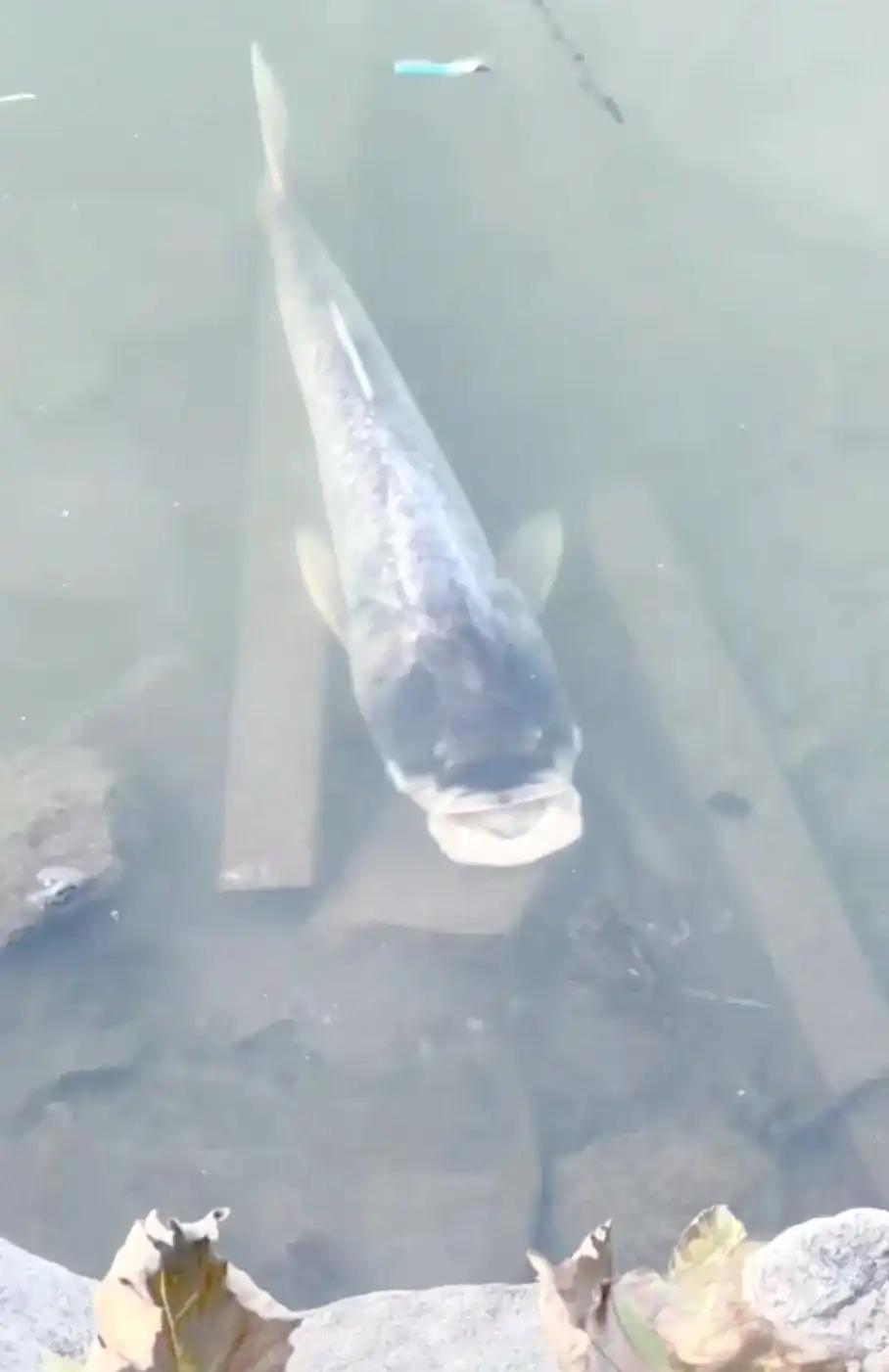 今天去钓鱼，一向不擅长钓鱼的我，却有一条大头鱼游到我身边一动不动，这样的机会我怎