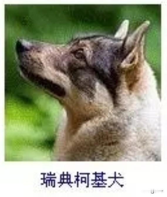 菩萨蛮32·瑞典柯基犬
       茸毛浅蘸苔痕碧，尖耳欲截春云色。抬首望青霄