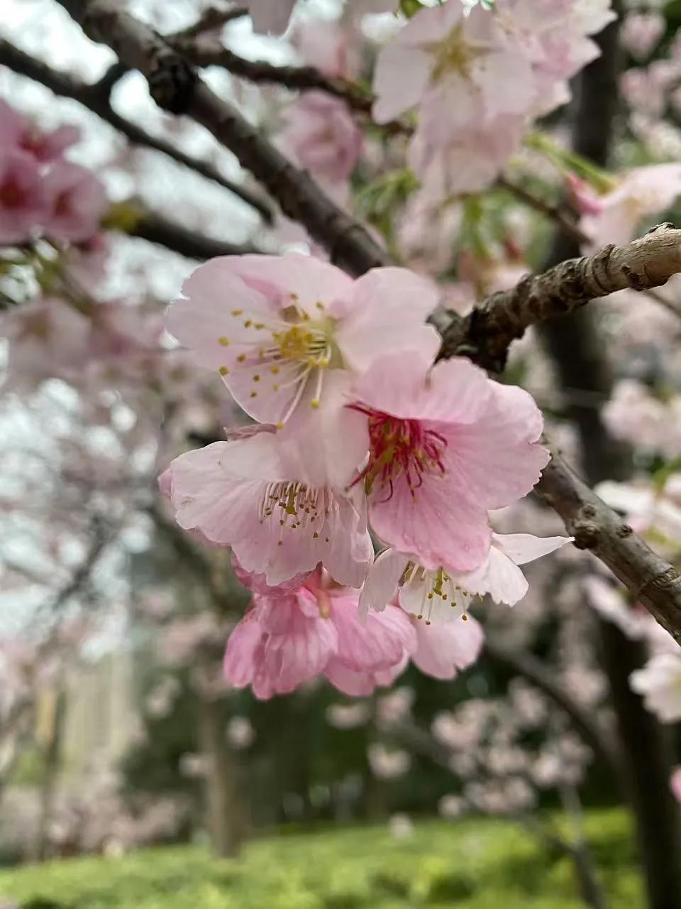 樱花如雪落，春意满人间。