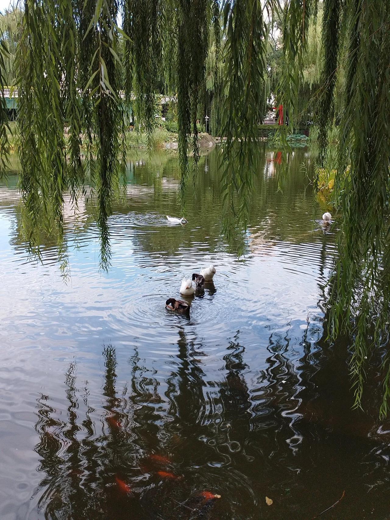 河边春柳
文/李耀海
朦胧觉起未梳妆，
一见东风喜意狂。
醉舞丝绦摇夜月，
垂梢