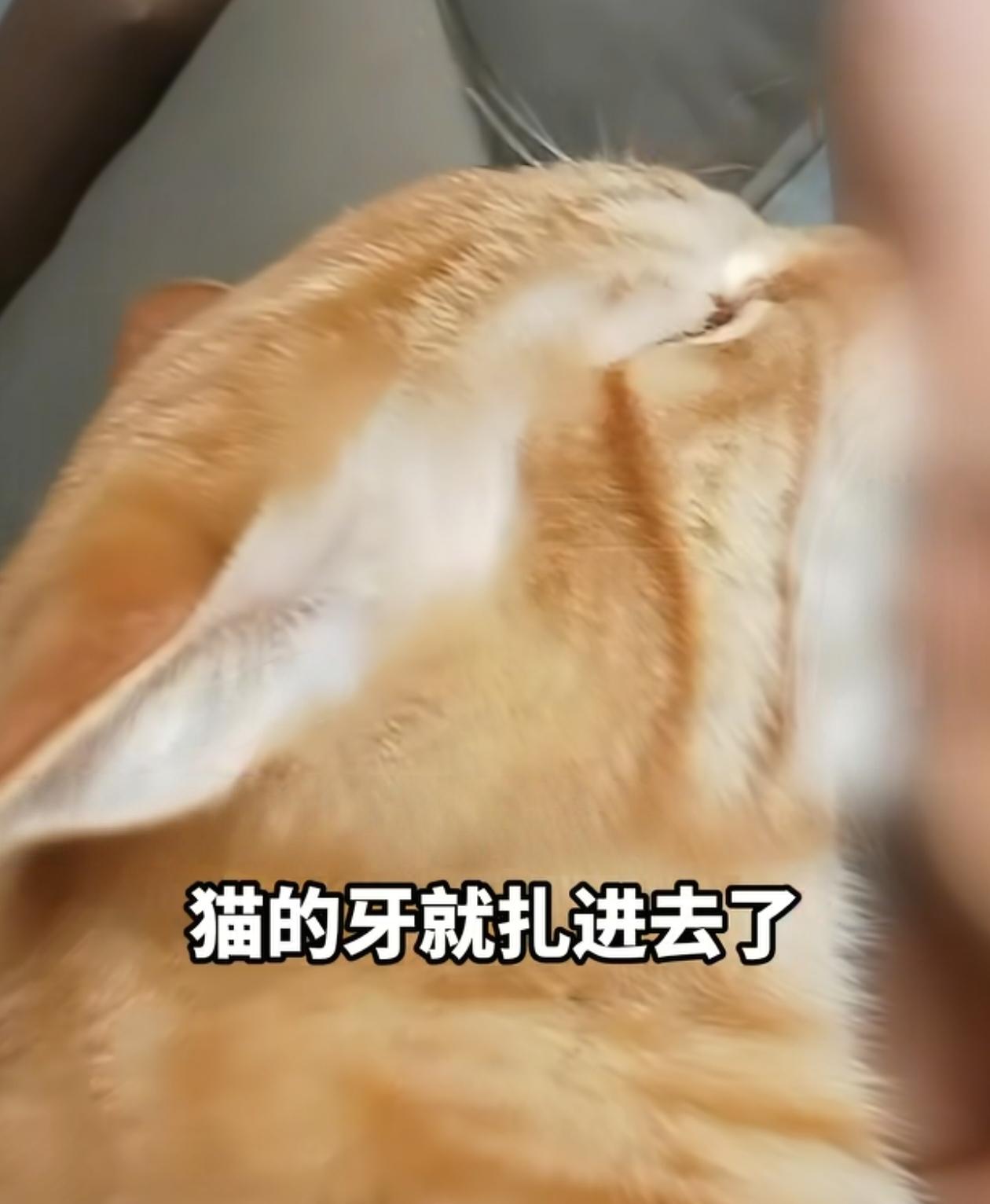 近日，河南一名12岁男孩被自家宠物猫咬伤脸颊，形成三处创口。因伤口出血量较少，家