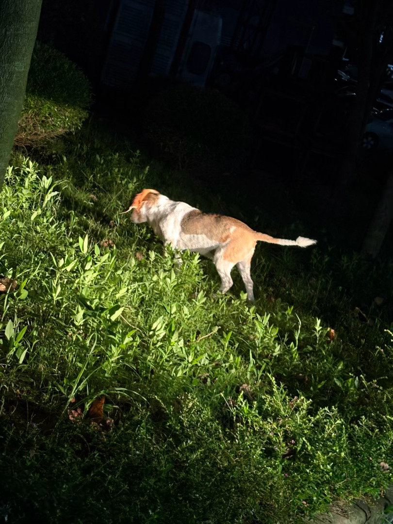 野生小猪 