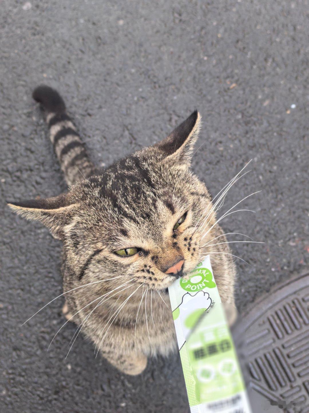 本猫条侠又成功俘获一只小猫的芳心这只猫还想抓鸟，我拿出猫条，要不吃点猫条算了，放