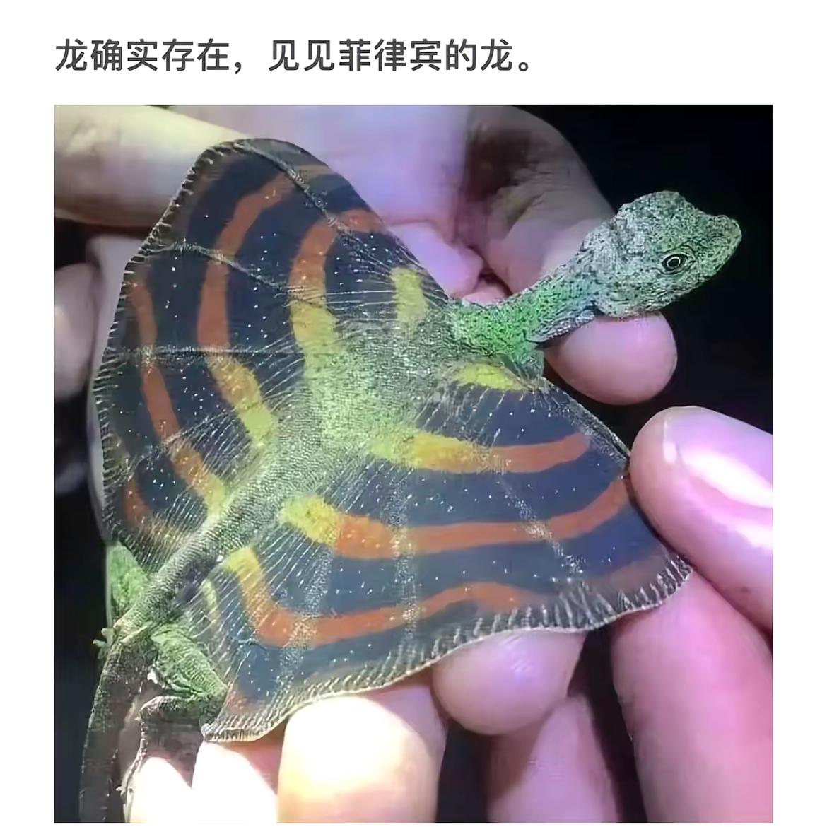神奇龙蜥  遇见菲律宾的神奇龙蜥，惊艳的鳞片和色彩！