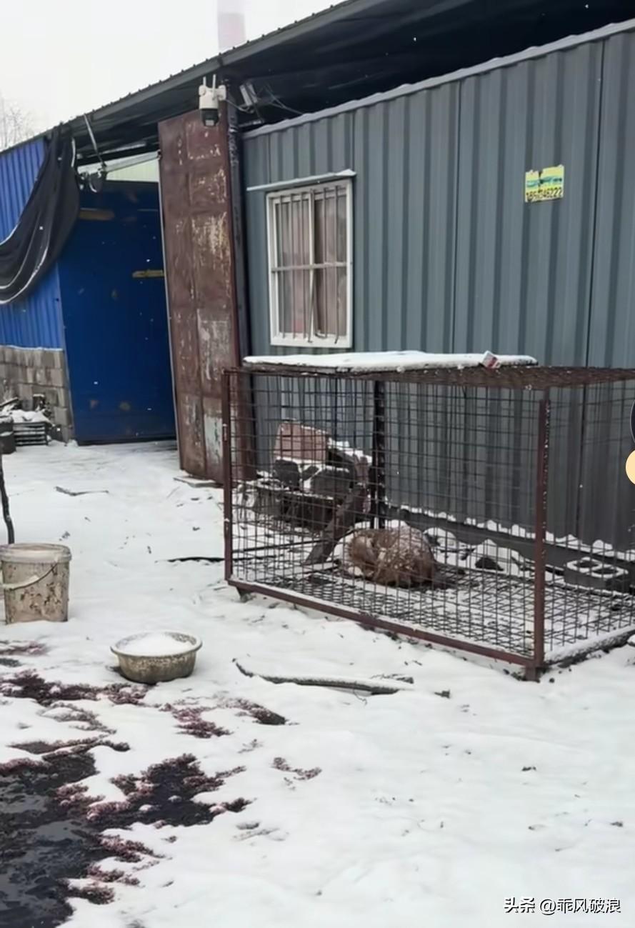 狗肉馆外，一只待宰的狗狗被关在铁笼里。此时天寒地冻、白雪皑皑，雪花覆满它的身躯。